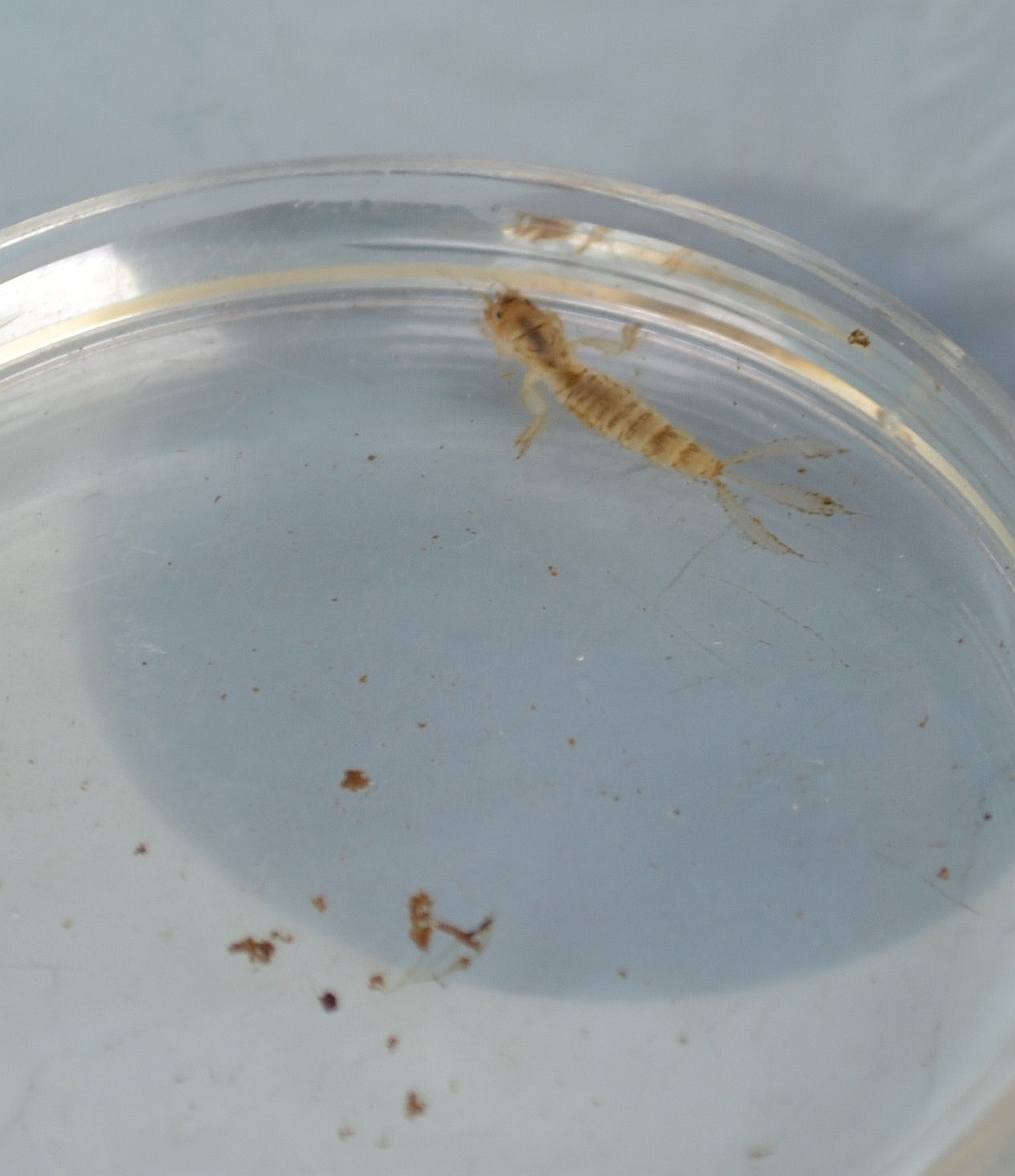 Burrowing Mayfly nymph0044 